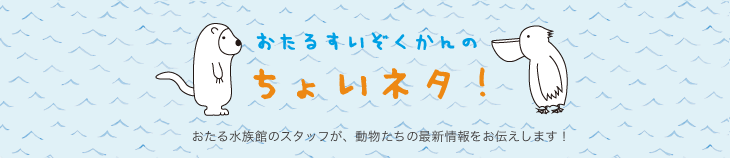 おたるすいぞくかんのちょいネタ!